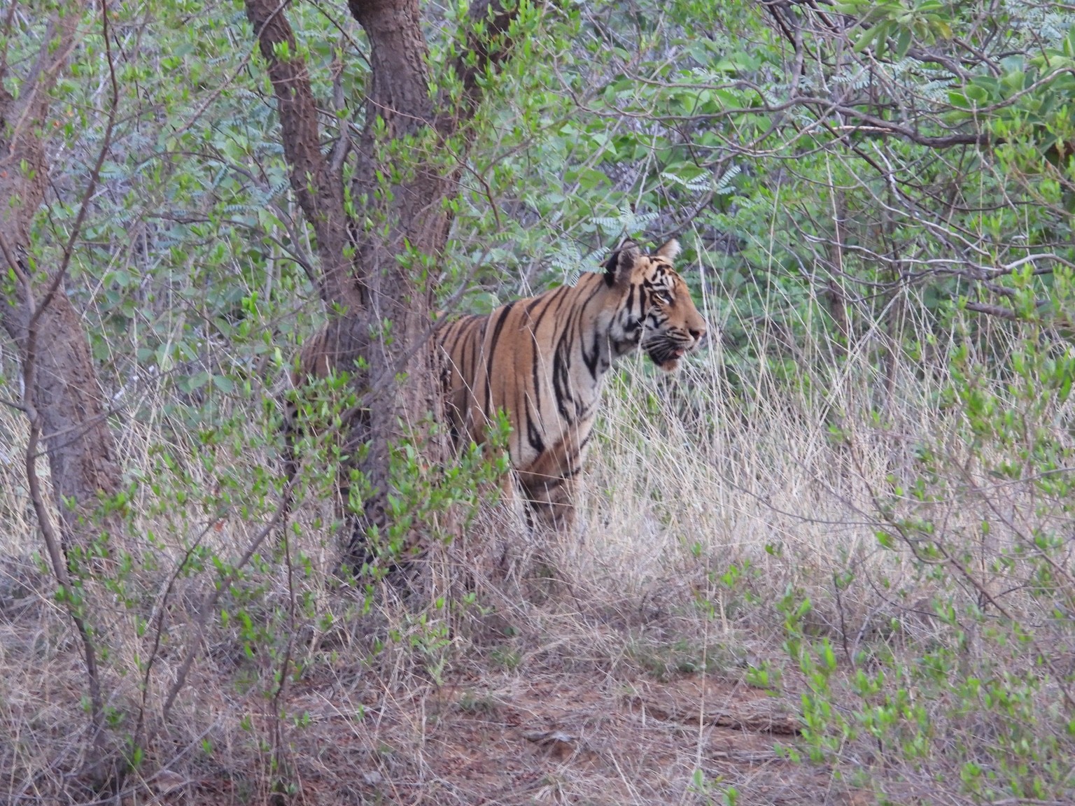 Tiger among woodland trees