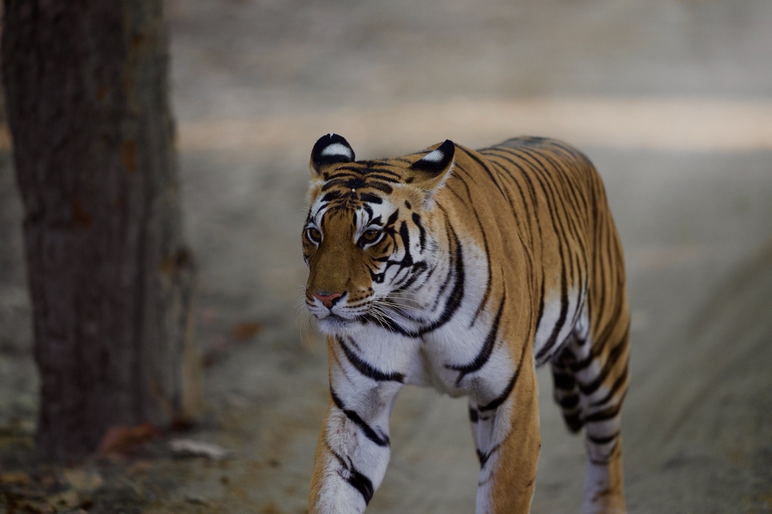 Tiger walking beside a tree