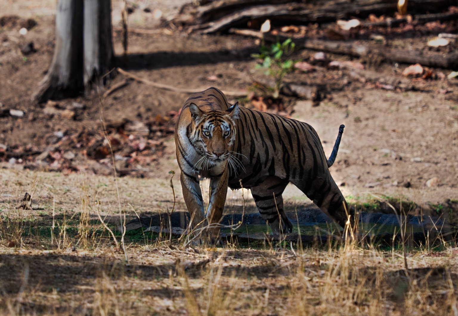 Tiger walking through sunlit woodland