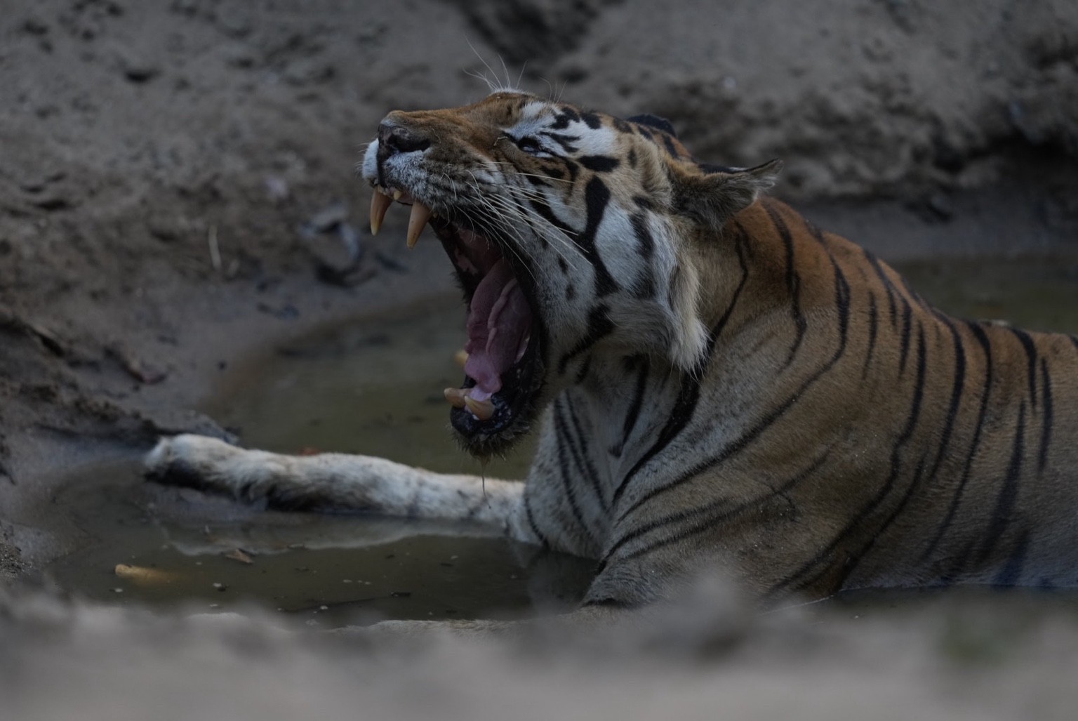 Tiger yawning beside water