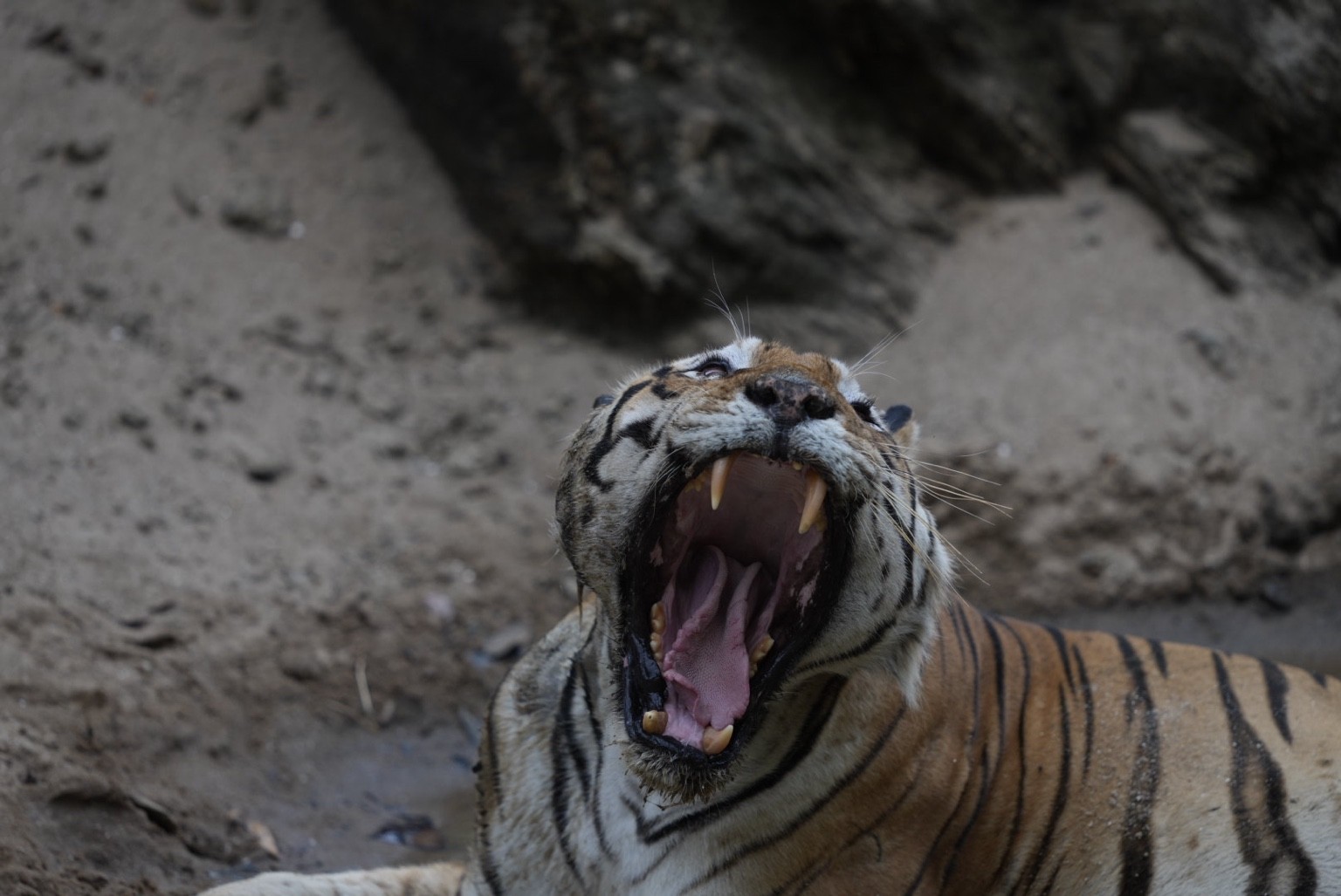 Tiger yawning beside a woodland bank