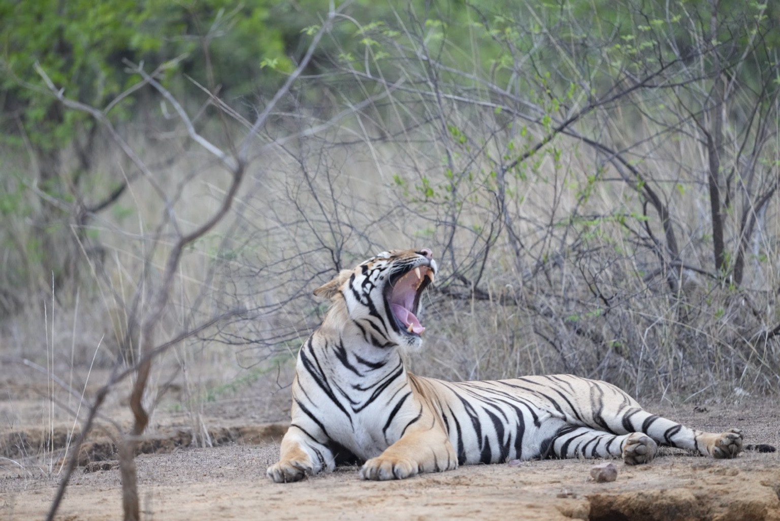 Tiger yawning in the forest