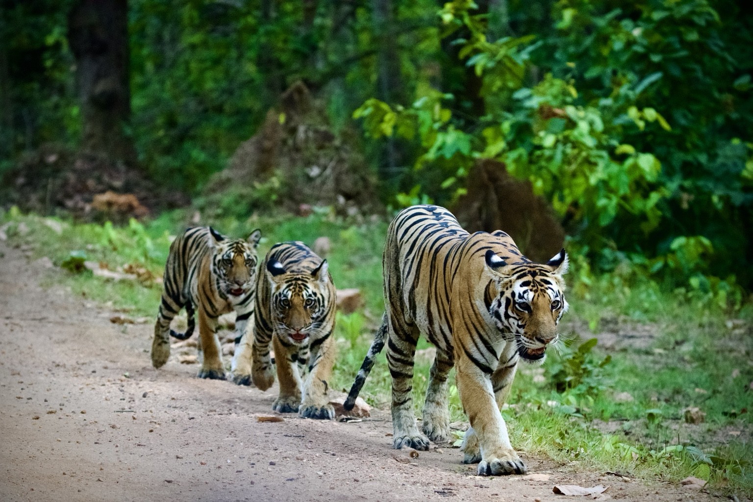 Tigress and cubs walking beside green forest
