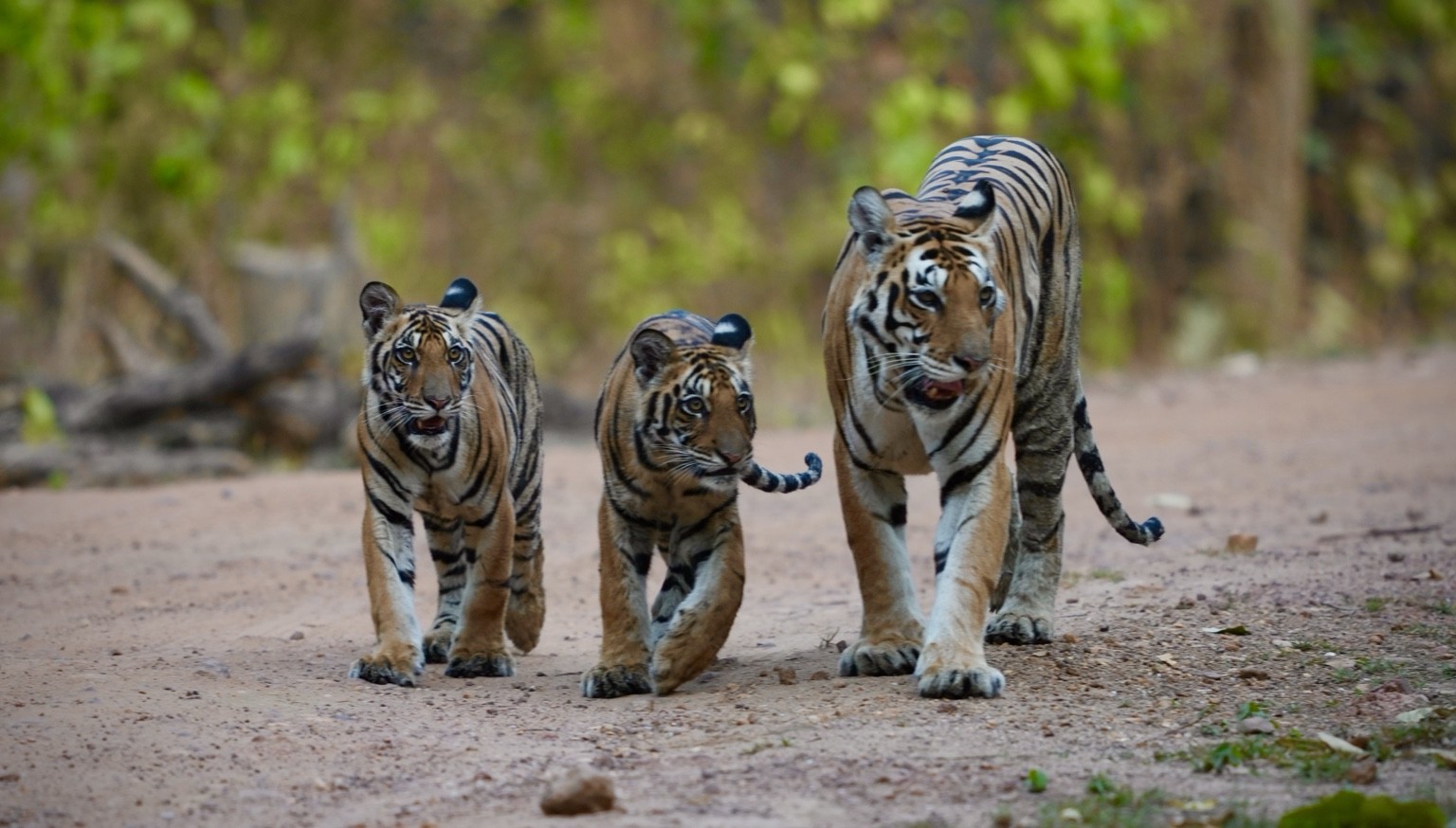 Tigress and two cubs walking together