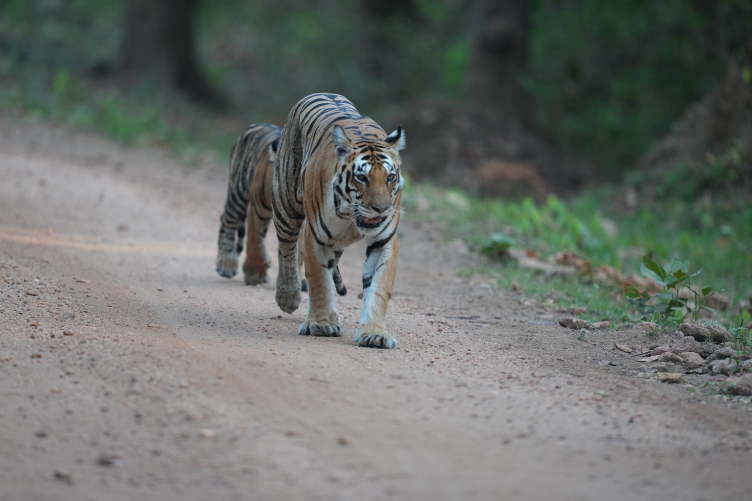 Tigress walking towards the camera