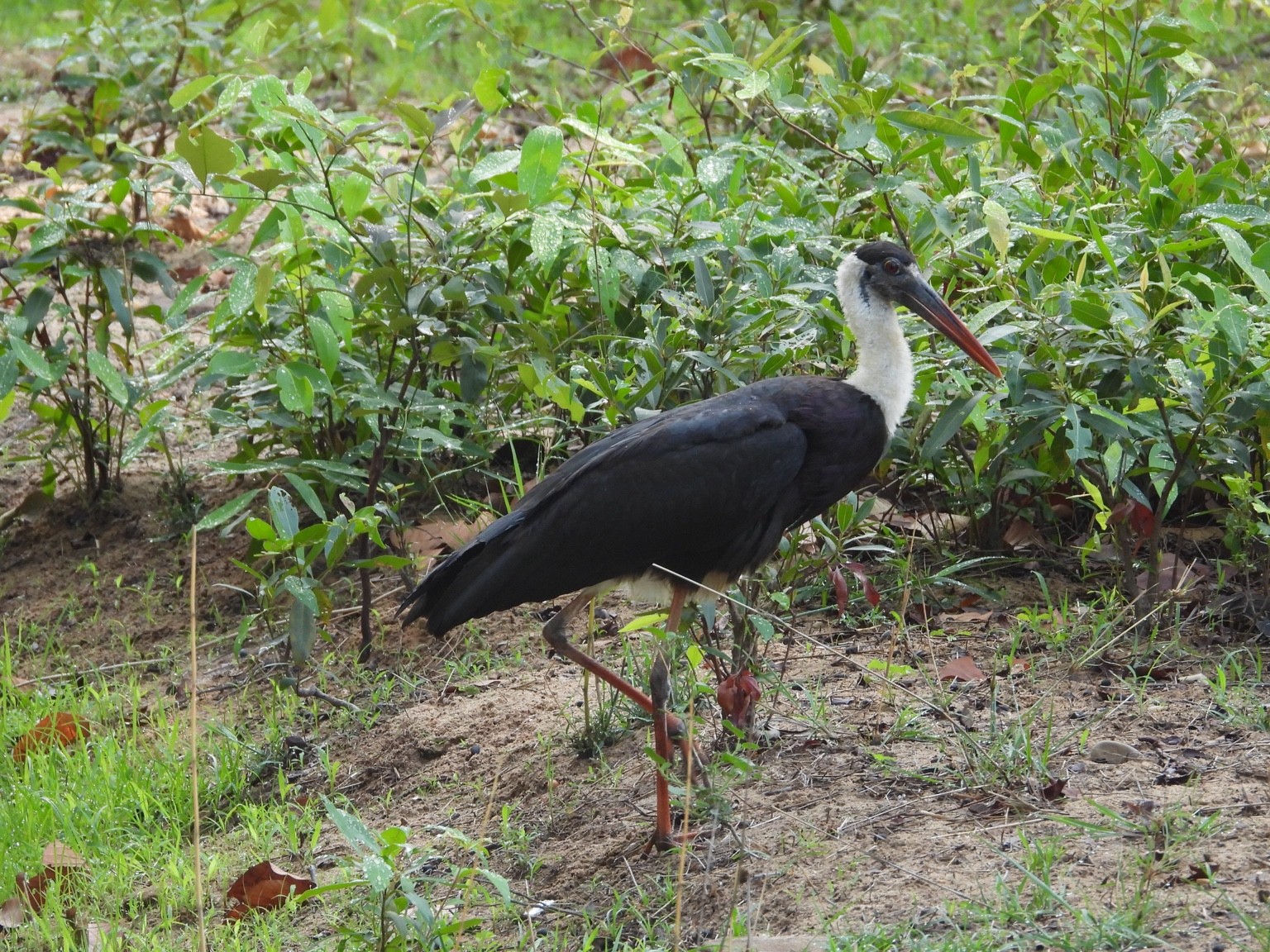 Wading bird on the forest floor