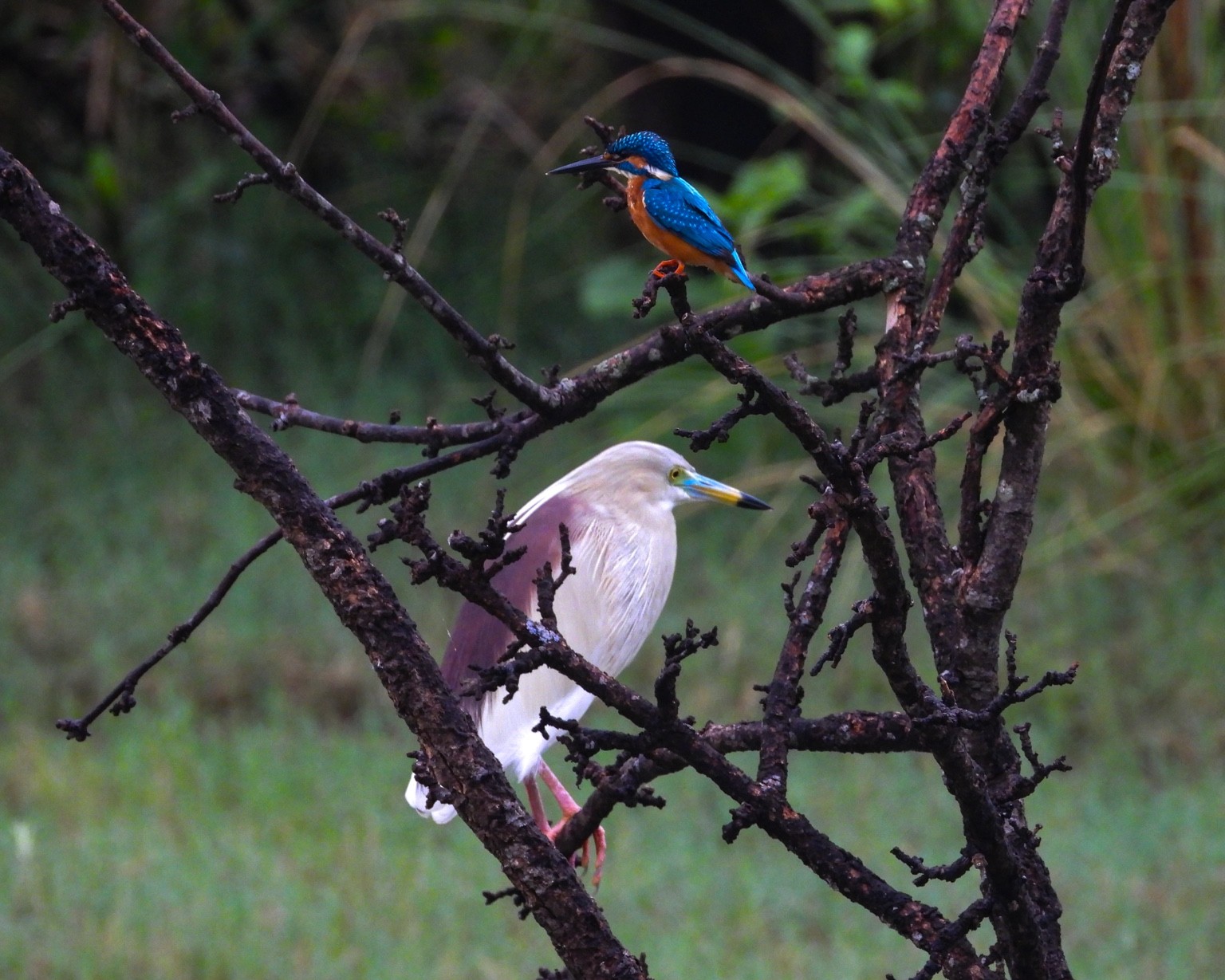 Kingfisher and egret in the wetlands