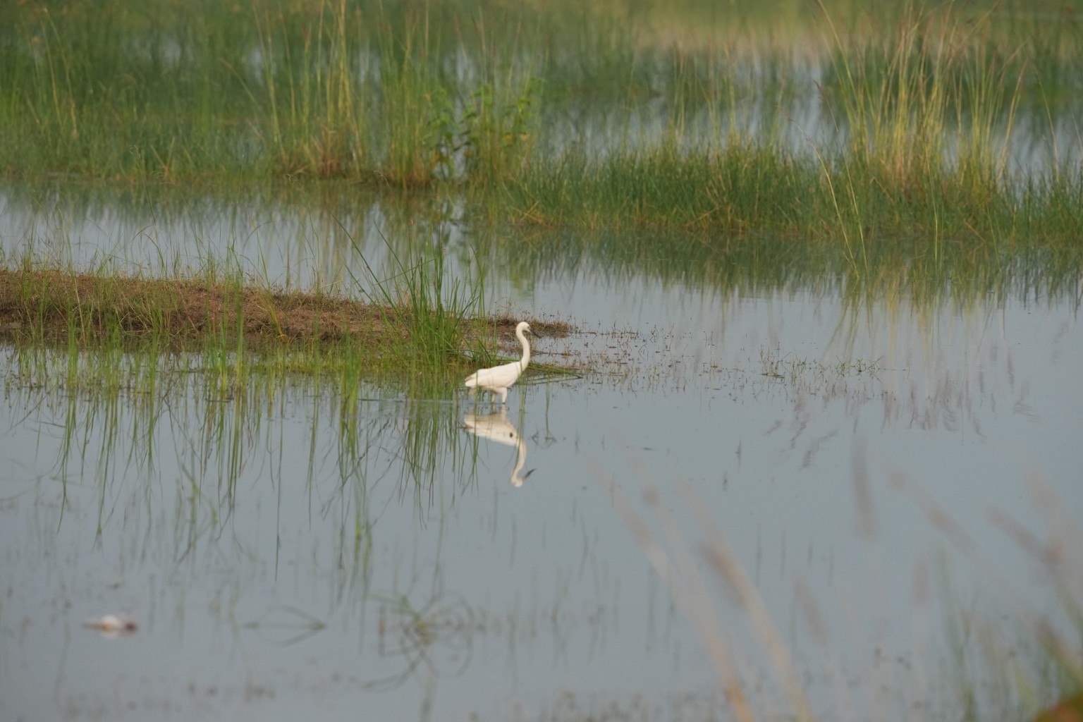 White egret and its reflection among wetland reeds