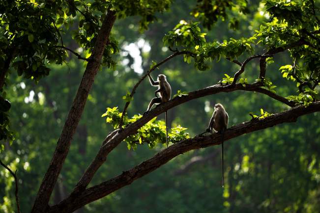 Sunlight filtering through a green forest canopy