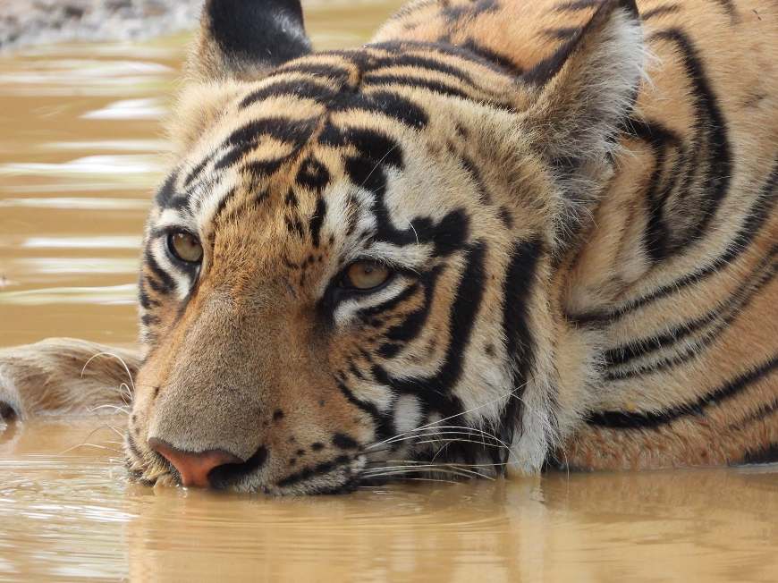 Tiger cooling in water