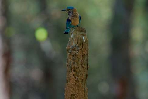 Colourful bird perched in a woodland landscape