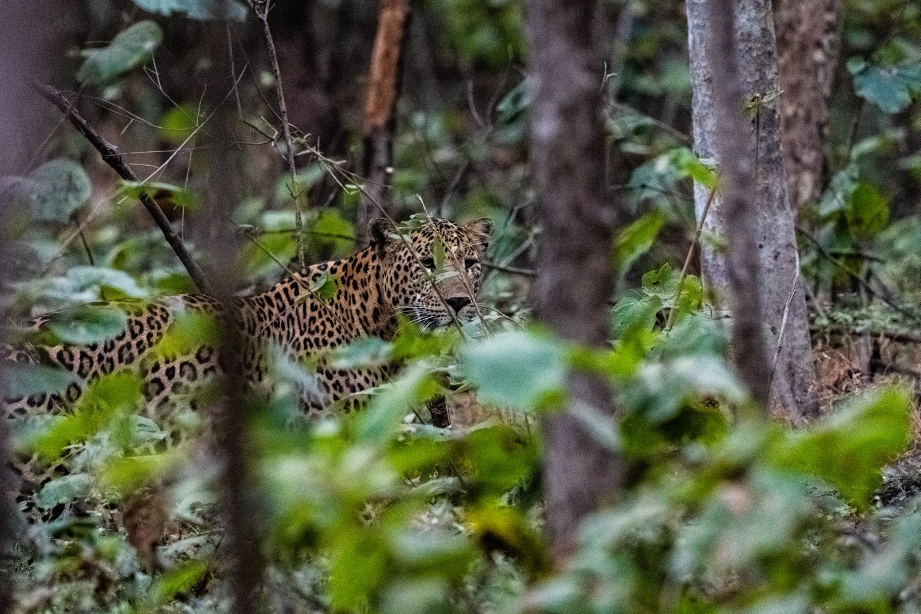 Leopard in forest vegetation