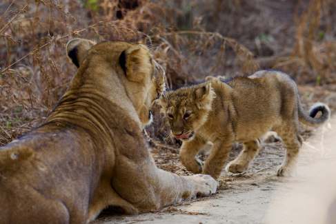 Asiatic lioness and cub in Gir