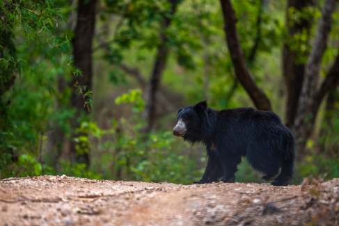 Sloth bear walking through a central Indian forest